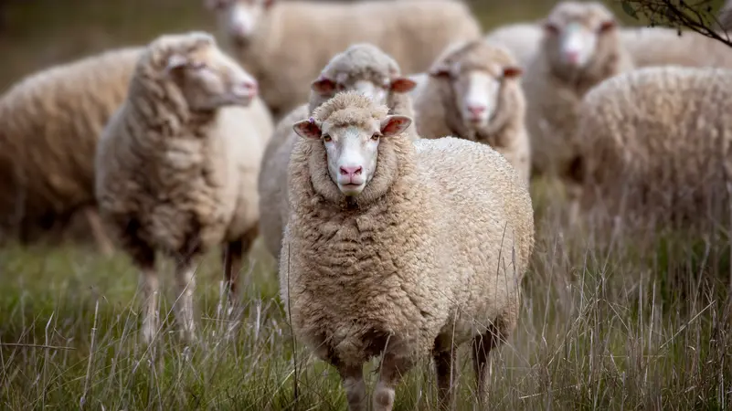 sheep